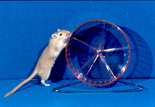 Gerbil in wheel